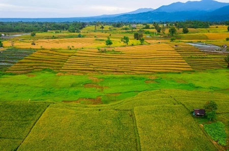 Investasi Tanah